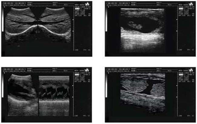Good Image Portable Veterinary Ultrasound Scanner For Horse Cow Dog Cat Bird