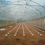 Tropical Tunnel Plastic Greenhouse / Customized Agricultural Greenhouse