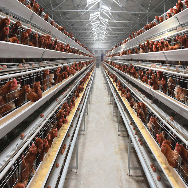 Layer Battery Chicken Cage System Automatic Laying Hen Egg H Type Q235A 6Tiers