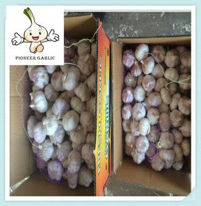 China Factory price fresh garlic Professional supplier fresh white garlic wholesale