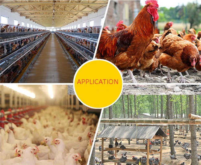 Farm 1000pcs Plastic Chicken Water Feeder CNC Poultry Feeders And Drinkers
