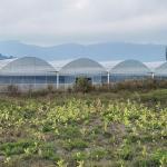 High Tunnel Large Green House Agricultural Greenhouse Hydroponic Multi-Span
