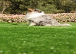 Natural Looking Pet Artificial Turf Landscaping High Density Eco-Friendly