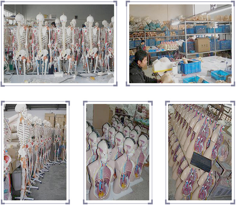 Hospital Education Osteoporosis 0.4kg Life Size Human Skeleton Model