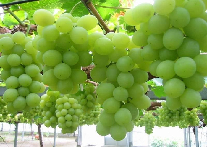Organic Chelated Micronutrients Fertilizers For Plants Notified Grades