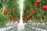 120W Samsung LM301H High PPFD Grow Light With Powerful Heatsink
