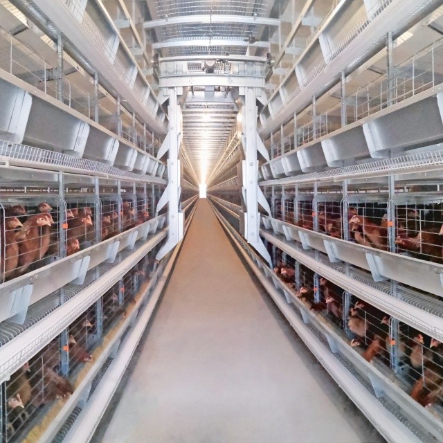 1950×2300×2000 Poultry Farm Laying Hens Cage A Type 3,4 Tiers Egg Layer Chicken Cages For Chicken Coops