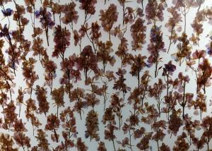 China Decorative Wall Cladding 19mm Obscure Plant Laminated Glass wholesale
