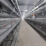 208 Birds Broiler Chicken Cage