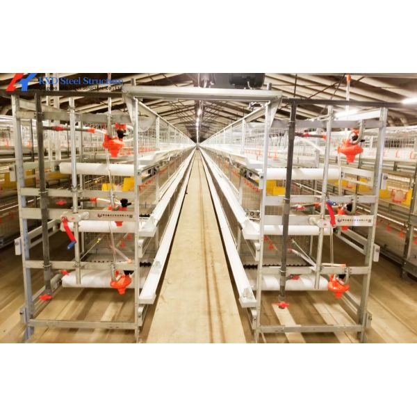 Automatic Poultry House Equipment 3m/3pan 3m/4pan Chicken Coop Shed