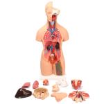 55 Cm Unisex Human Anatomy Medical Torso Model 20 Parts For Teaching