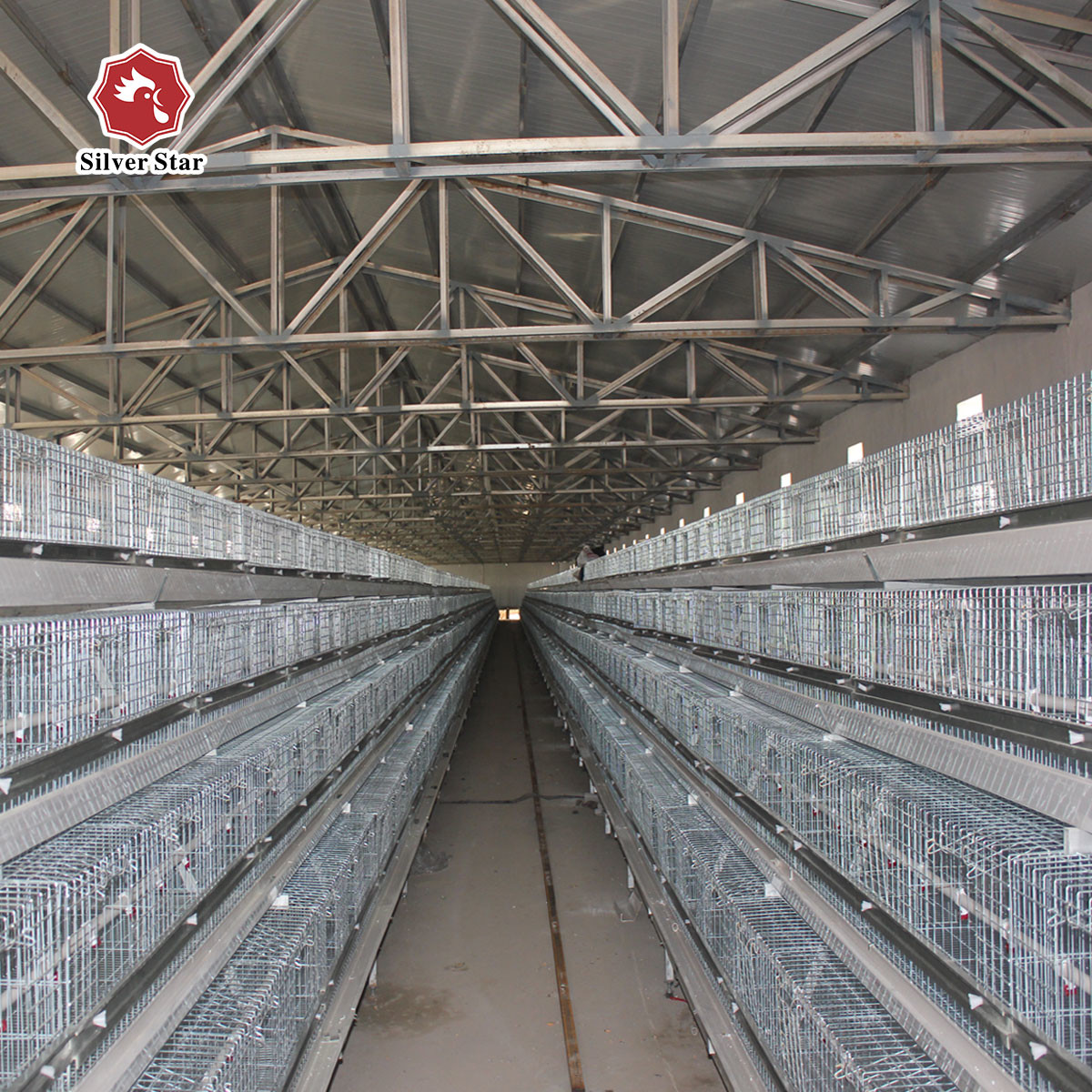 One Day Old Baby Chick Cage With Full Automatic System