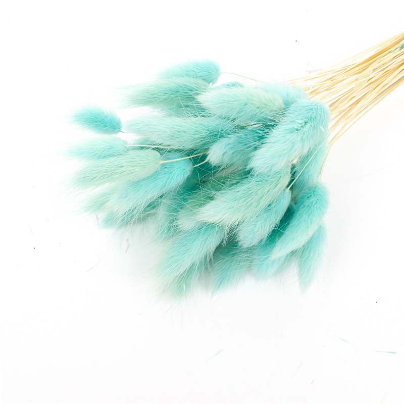100% Natural Dried Rabbit Tail Grass , Pretty Dried Flowers Keep Freshness