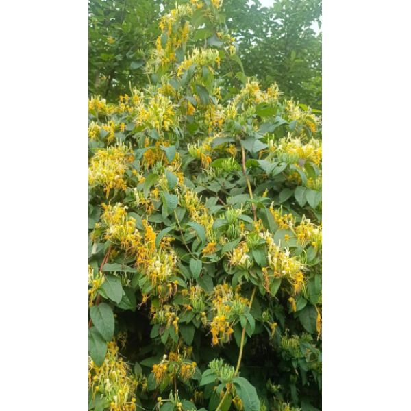 OEM ODM Jin Yin Hua Herb Honeysuckle Chinese Medicine Reduce Internal Heat