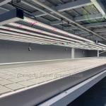 Single Span Tunnel Farming Marijuana Light Dep Greenhouse Kit Blackout