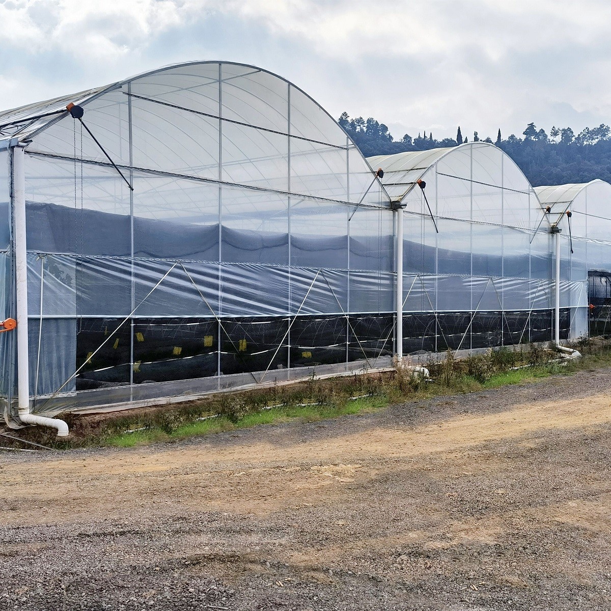 Agriculture Plants Growing Multispan Greenhouse Cooling System With Top / Sides Ventilation