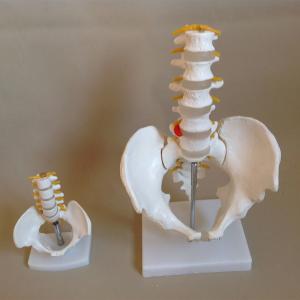 China 20x15x10cm 0.4kg Human Pelvis Model With 5pcs Lumbar Vertebrae wholesale