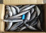 3ppm Histamine A Grade Bulk 250kg Frozen Bonito Fish