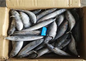 China 3ppm Histamine A Grade Bulk 250kg Frozen Bonito Fish wholesale