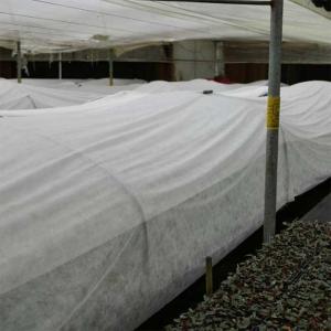 China 160gsm Agriculture Non Woven Fabric 190cm White Tear Resistant wholesale