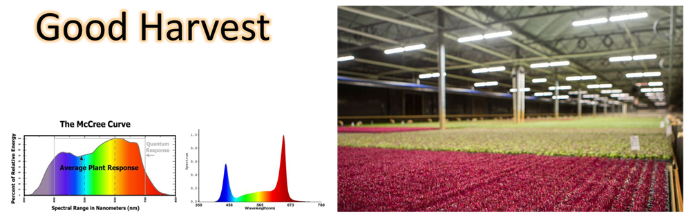 Red Spectrum LED UV IR Grow Light 640W 660nm Greenhouse Customized