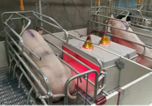 China Hot Dip Galvanized Pig Farm Equipment Piglet Nursery wholesale