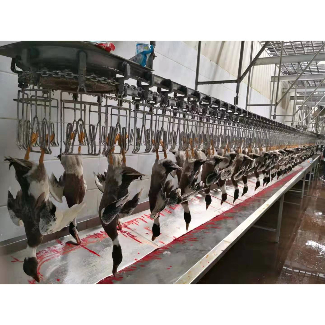 500PCS Automatic Poultry Slaughterhouse Equipment Stainless Steel Chicken Farming Line