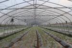 Single Span Tunnel Greenhouse Commercial For Plant Growth And Protection