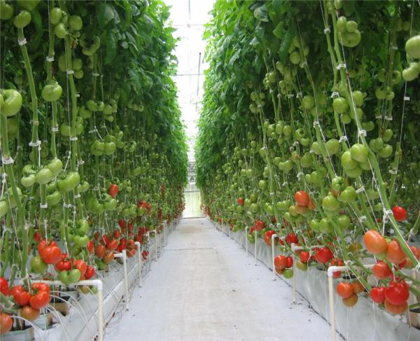 Anti Sweat Commercial Glass Greenhouse Uniform Illumination Good Draining