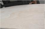 Okoume plywood, birch plywod, pine plywood, bintangor plywood,keruing plywood,