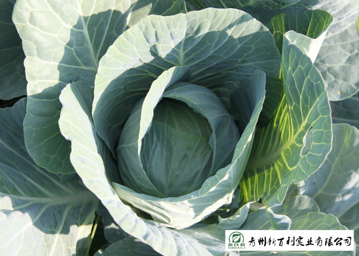 Own Plantation Sweet Fresh Green Cabbage , Delicious Small Head Cabbage