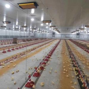 China Broiler Automatic Feeder Chain Feeding System Poultry wholesale