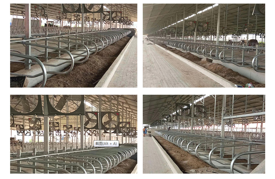 Animal Single Type Free Stall Barn Hot Dip Galvanized Pipe