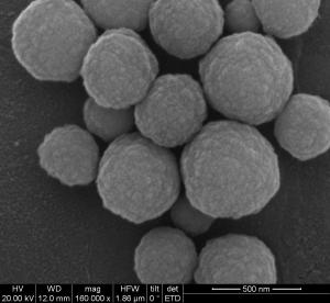 China DNA Extraction Silane Magnetic Beads 500nm 50 mg / mL 1 mL wholesale