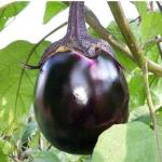 IQF Frozen Fried Eggplant Random Cut
