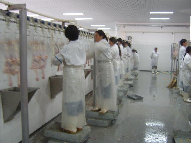 High Capacity Poultry Slaughtering Line Halal Chicken Slaughterhouse Machine 1000BPH