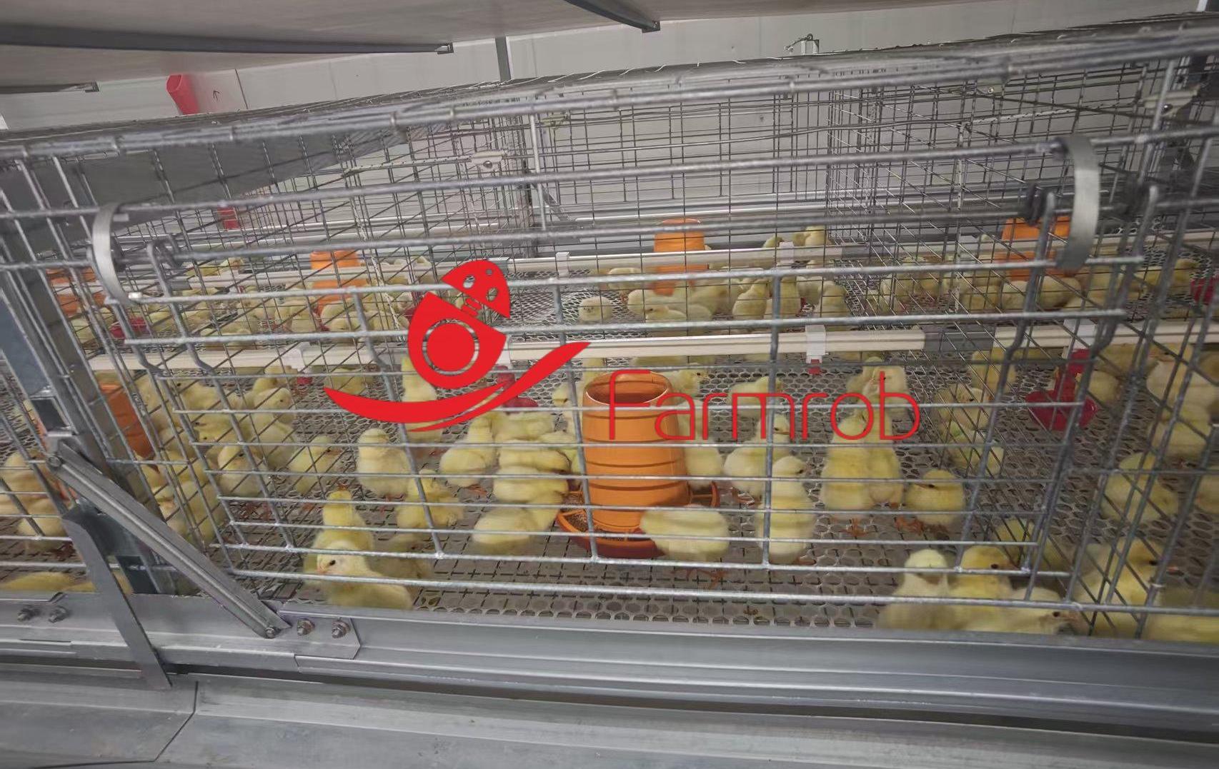 Dependable 8-Tier Poultry Cage System for Baby Chicken Stress-free Space