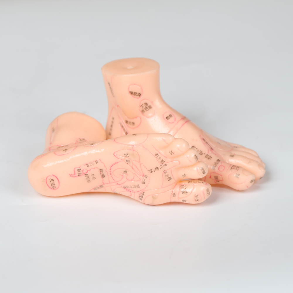 20CM Chinese Medicine Foot Massage Model PVC Material 13/17/19cm