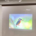 Projection Screen Vinyl Fabric Korea Touch Transparent Rear Projection Film