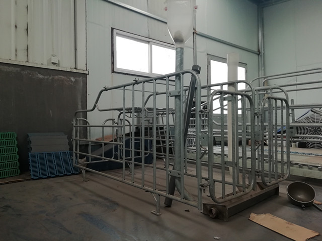 Heavy Duty Pig Gestation Crates Space Saving Easy To Manage Acid Resistance