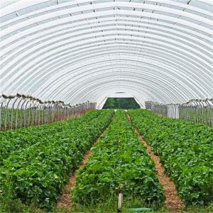 China Hydroponic Metal Frame Tunnel Single Span Greenhouse Agriculture Farming Growing wholesale