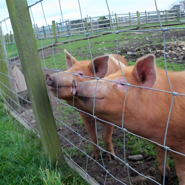 Highly-Durable Heavy Duty Galvanized Tensile and Corral Wire Woven Field Cattle Fence Roll for Long-Lasting Performance