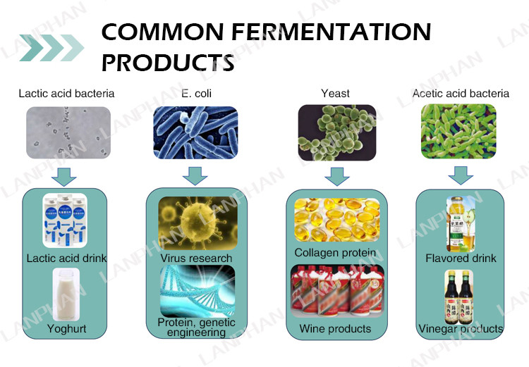 2l 5l 10l Automatic Spirulina Yeast Culture Glass Fermenter Bioreactor For Cell Culture