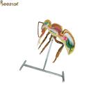 Apiculture Tools Beekeeping Equipment 60cm 110cm Height bee anatomy model