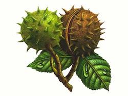 China Horse Chestnut Extracts Aescin 20%, natural pharmaceutical ingredients, 98% pure ingredients wholesale