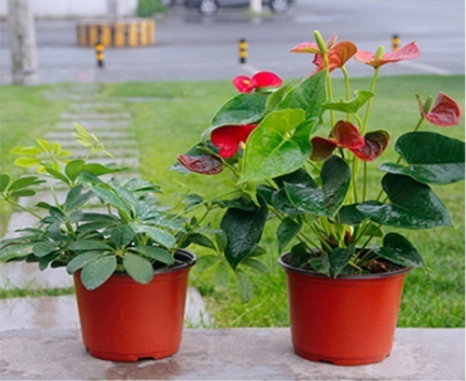 New Greenhouse using small plastic flower nursery pots double color flower pot