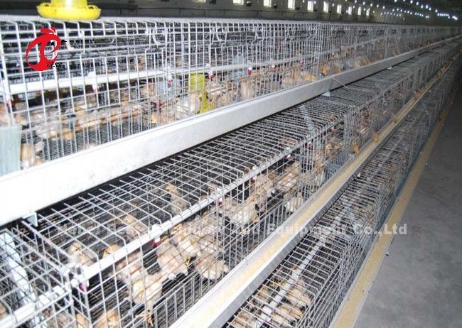 96 Birds A Type 1-12 Weeks Chick Brooder Cage In Chicken Farm Doris