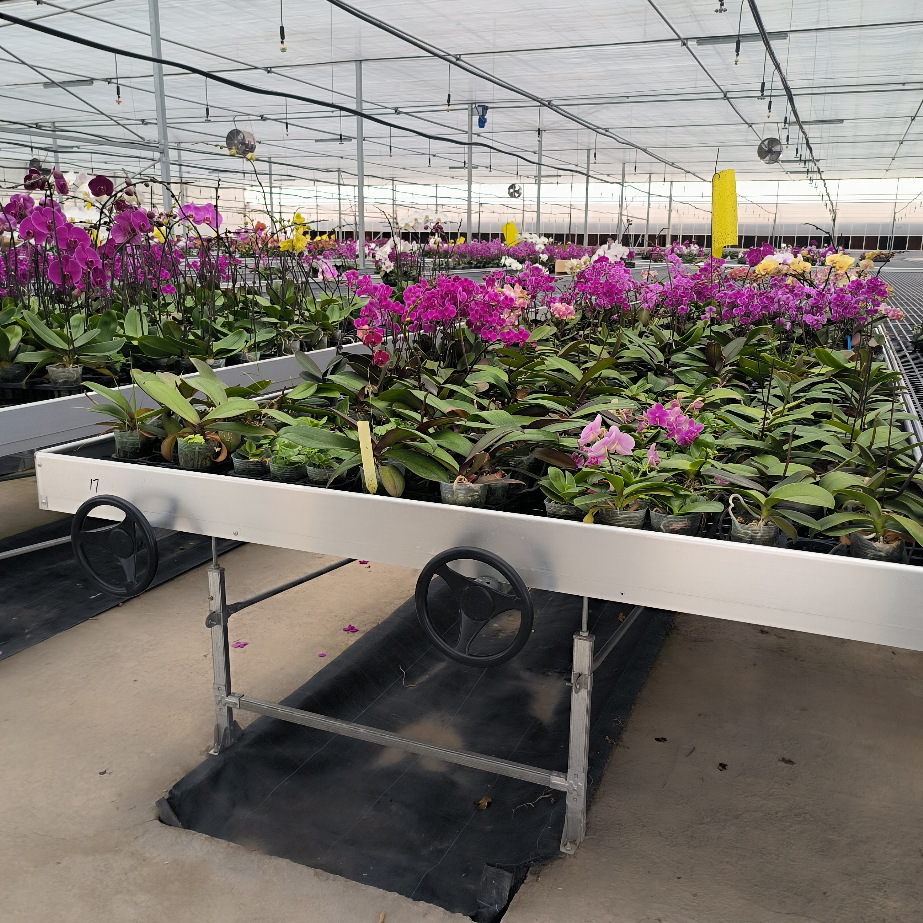 Ebb And Flow Greenhouse Farming Flower Grow Table Rolling Bench For Seedling