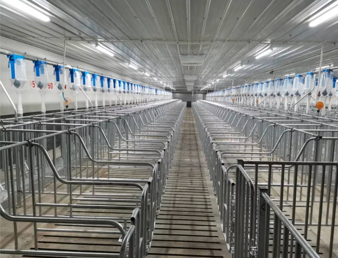 Anti Corrosion Pig Farm Project Equipment Gestation Crate Purchase