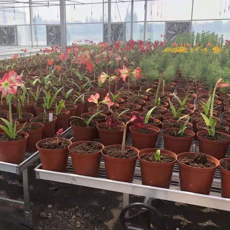 Agricultural Equipment Greenhouse Bench Systems for Seedling Nursery